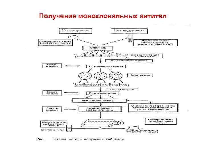 Схема получения моноклональных антител