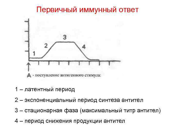 Первичный иммунный ответ 1 – латентный период 2 – экспоненциальный период синтеза антител 3