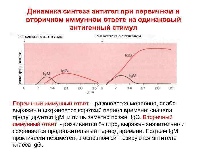 Динамика синтеза антител при первичном и вторичном иммунном ответе на одинаковый антигенный стимул Первичный