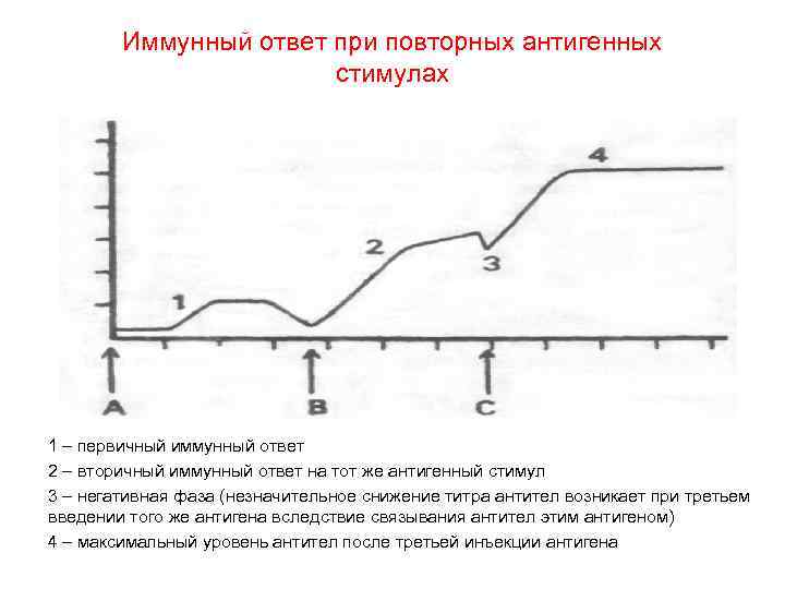 Иммунный ответ при повторных антигенных стимулах 1 – первичный иммунный ответ 2 – вторичный