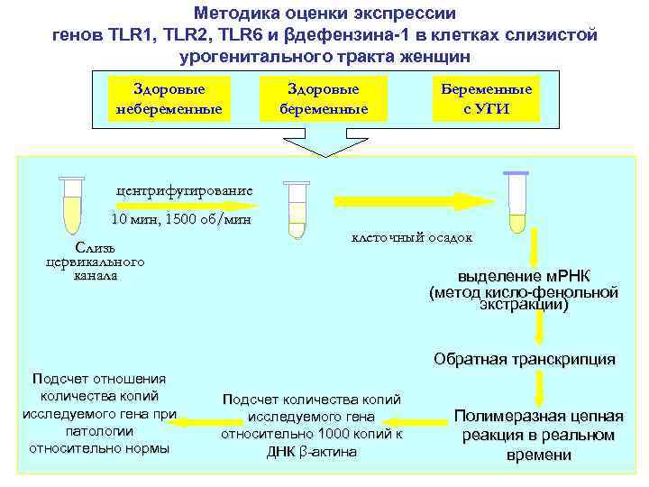 Методика оценки экспрессии генов TLR 1, TLR 2, TLR 6 и βдефензина-1 в клетках