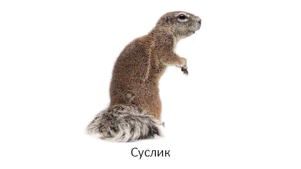 Суслик 