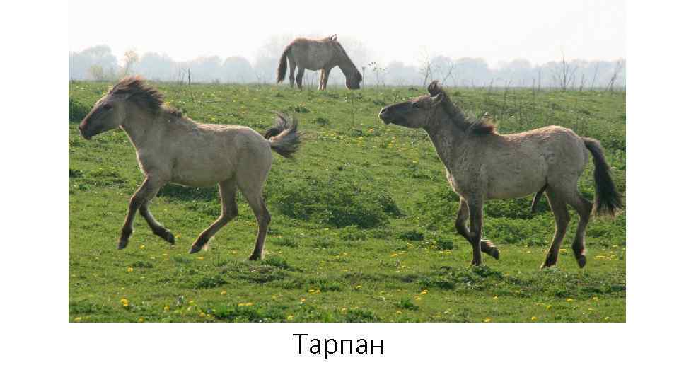 Тарпан 