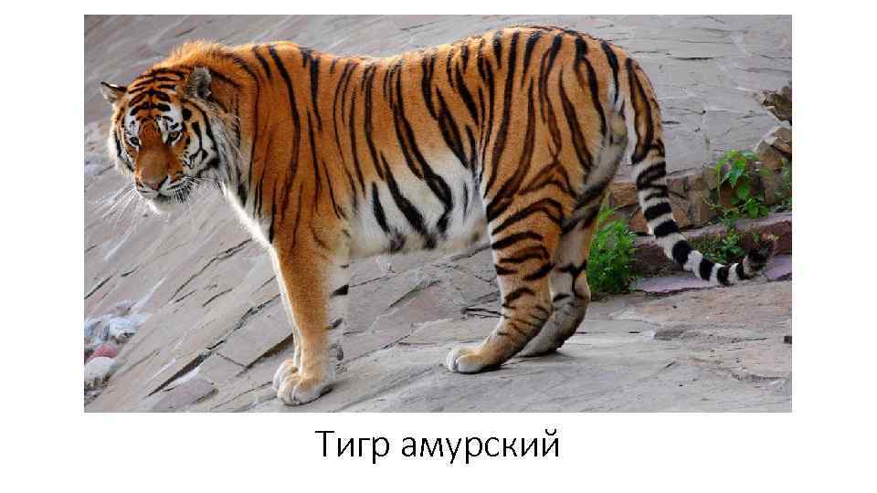 Тигр амурский 