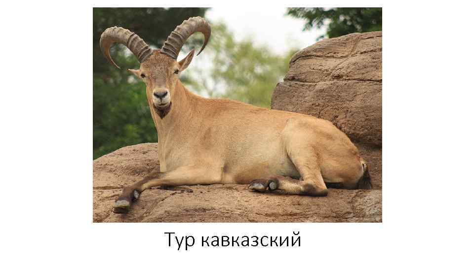 Тур кавказский 