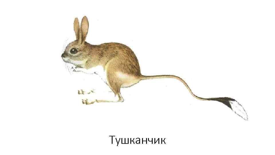Тушканчик 