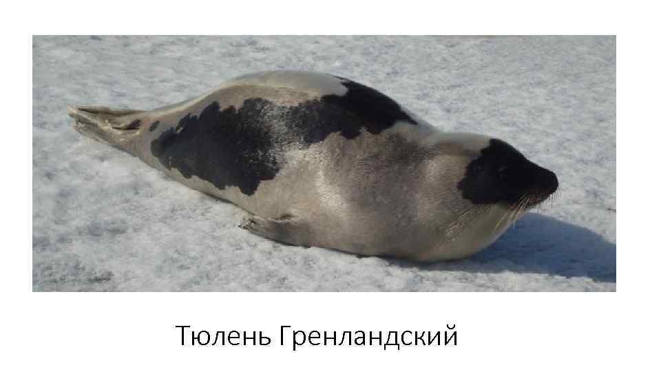 Тюлень Гренландский 