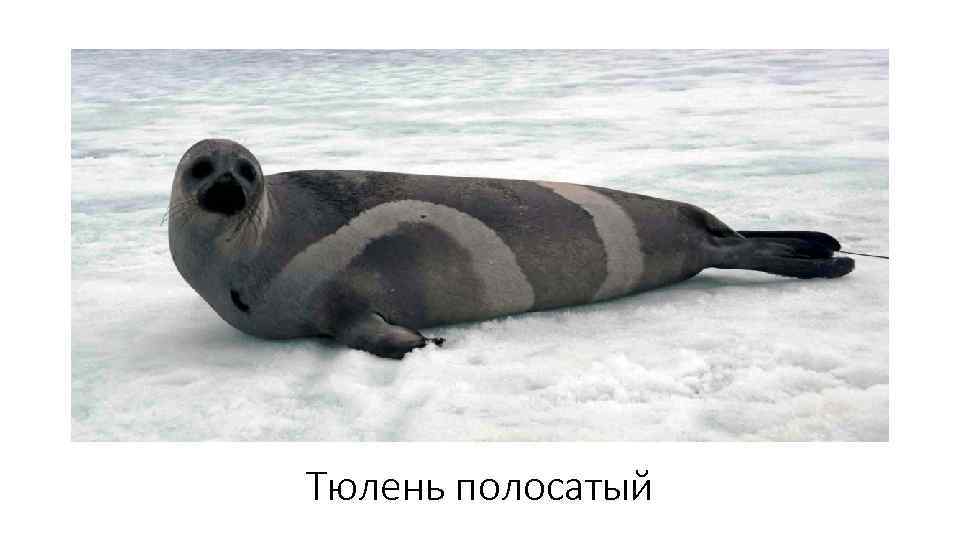 Тюлень полосатый 