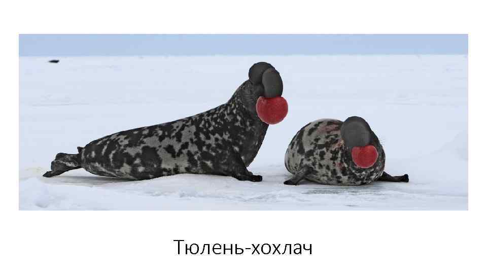 Тюлень-хохлач 