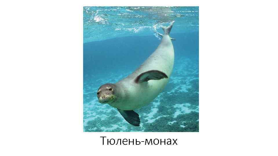 Тюлень-монах 
