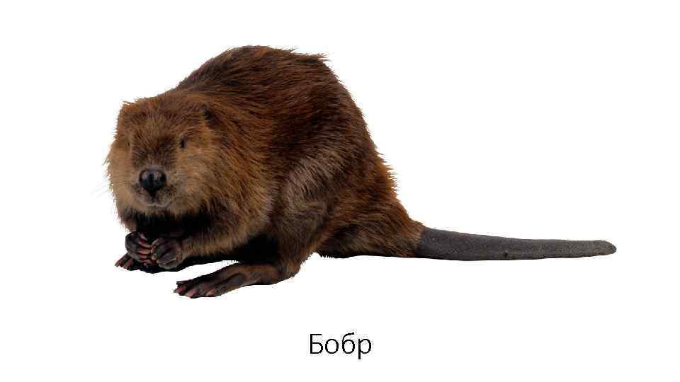Бобр 