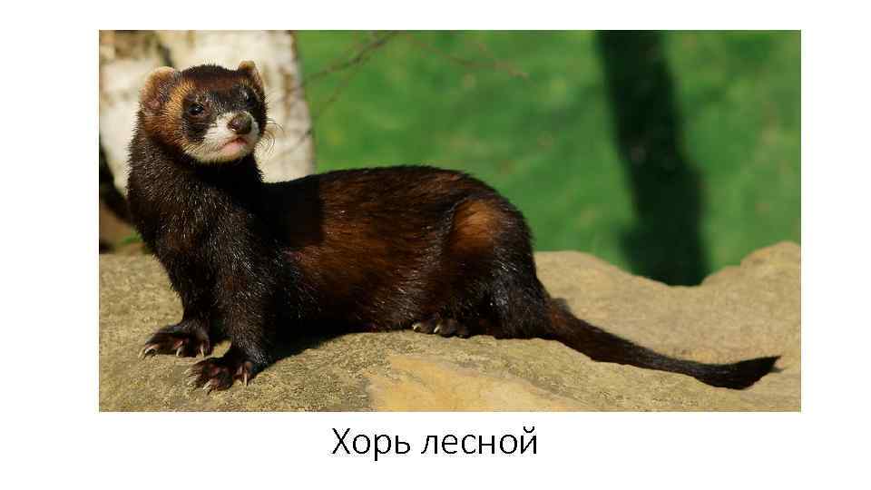 Хорь лесной 