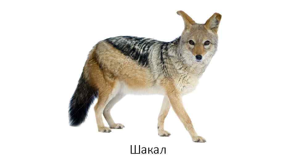 Шакал 