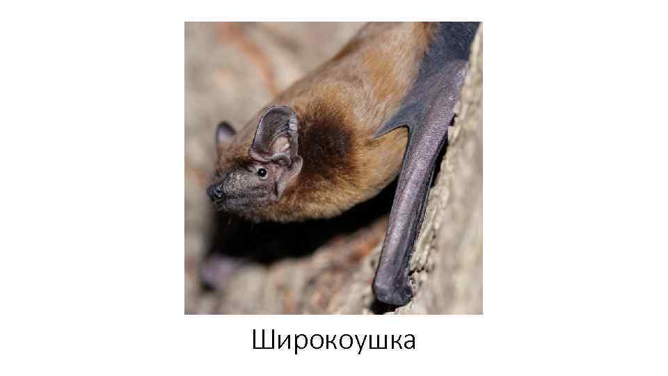 Широкоушка 