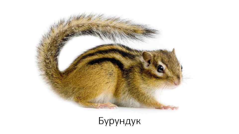 Бурундук 