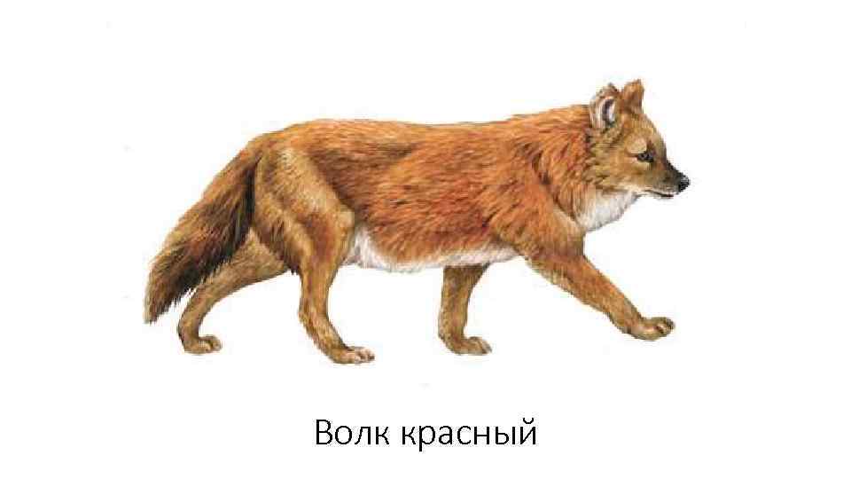 Волк красный 