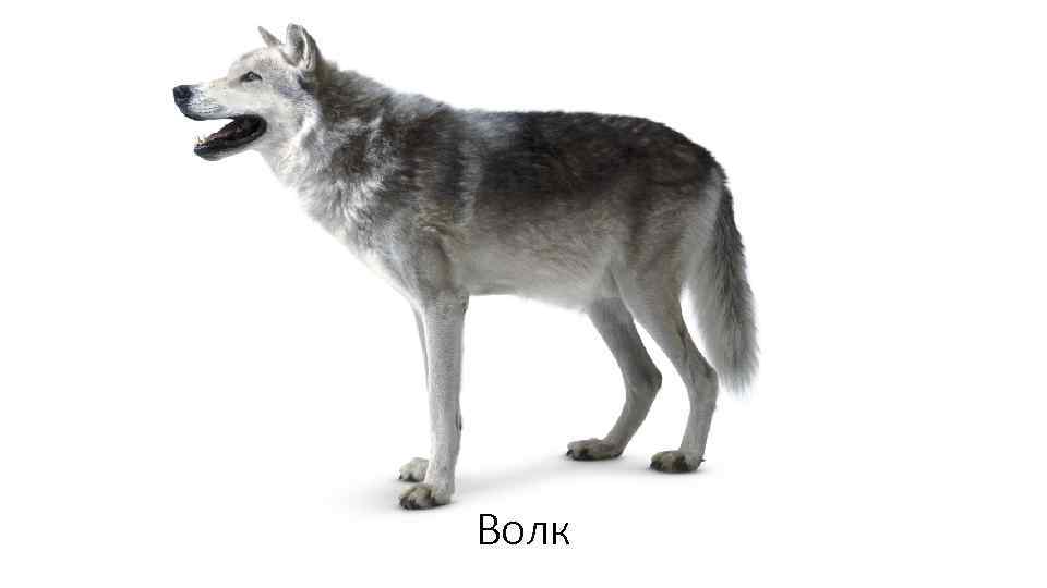 Волк 