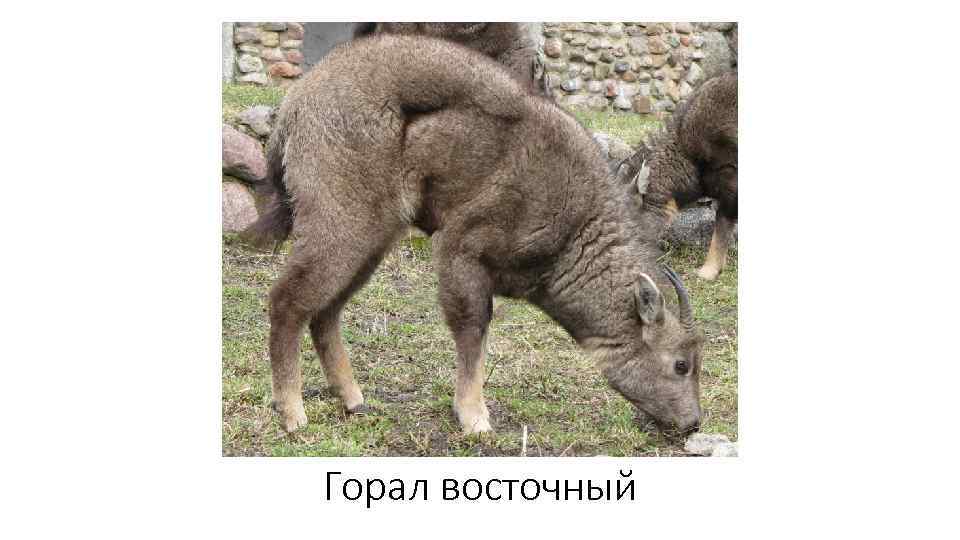 Горал восточный 