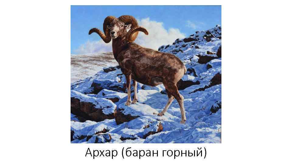 Архар (баран горный) 
