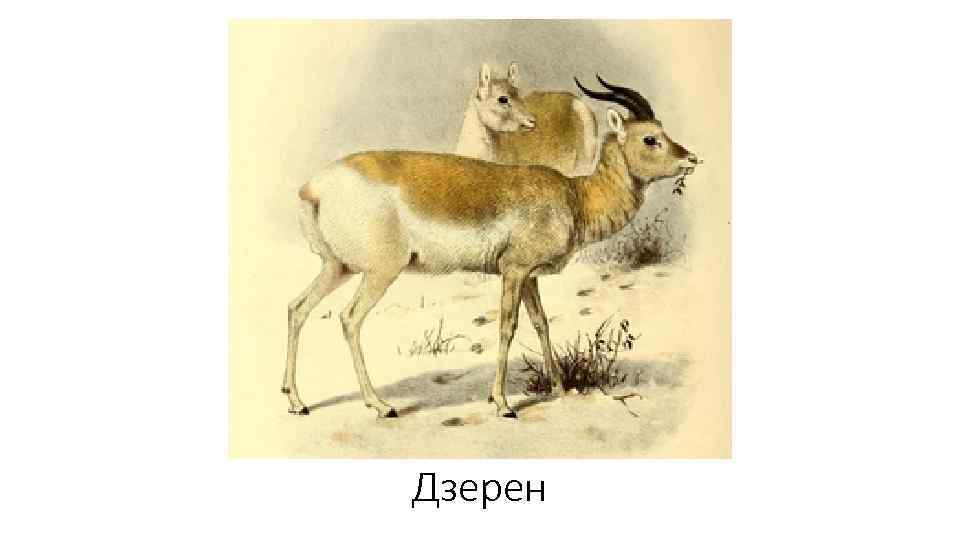 Дзерен 