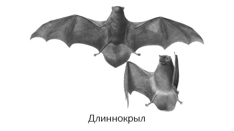 Длиннокрыл 