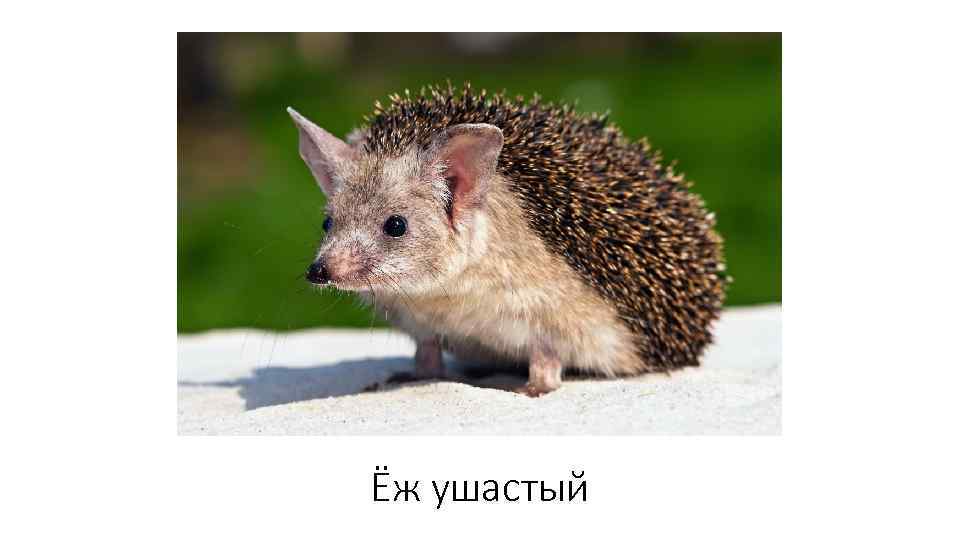 Ёж ушастый 
