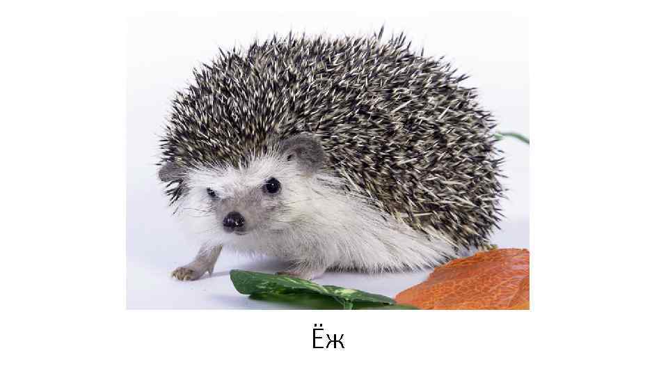 Ёж 