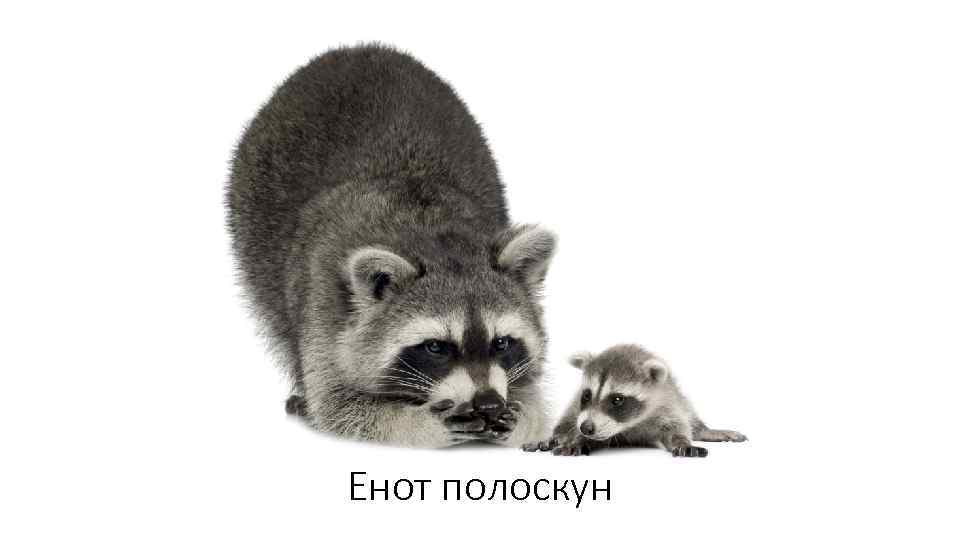 Енот полоскун 