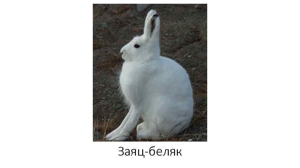Заяц-беляк 