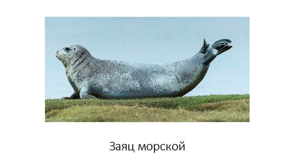 Заяц морской 