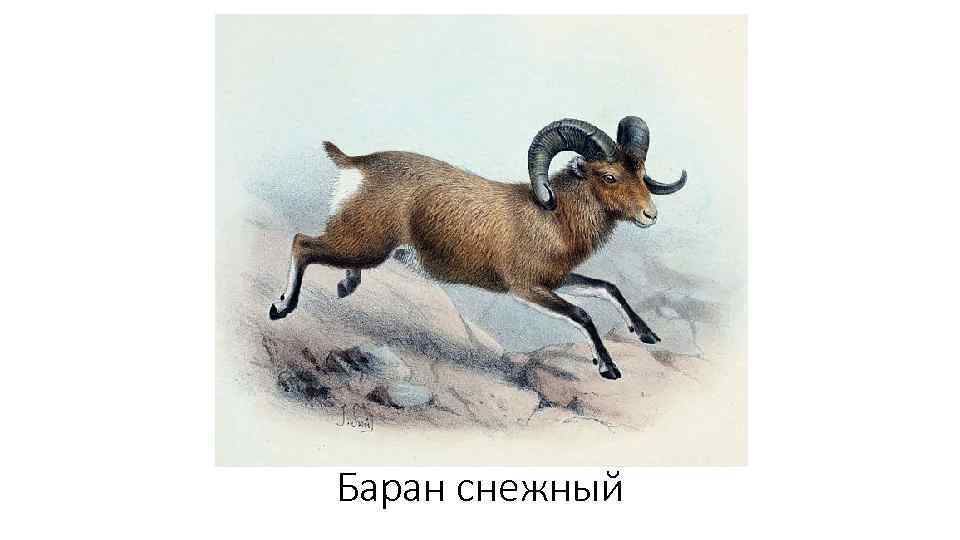 Баран снежный 