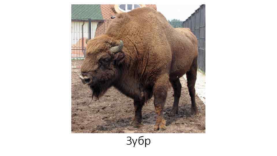 Зубр 