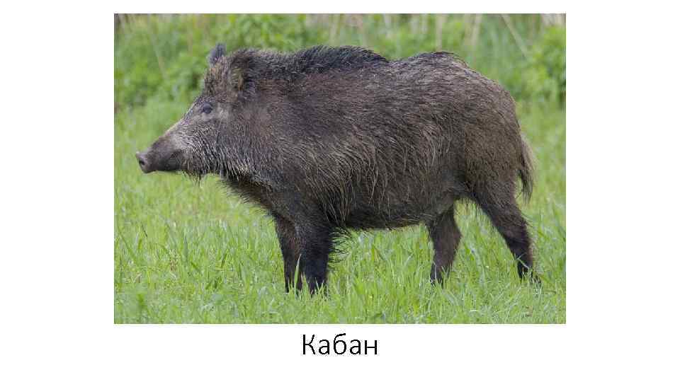 Кабан 
