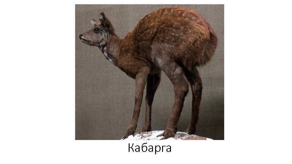 Кабарга 