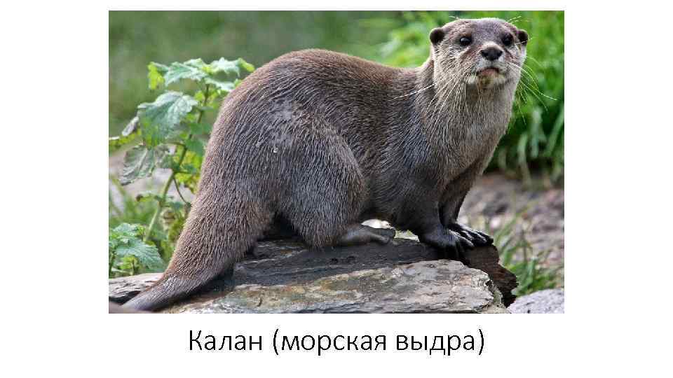 Калан (морская выдра) 