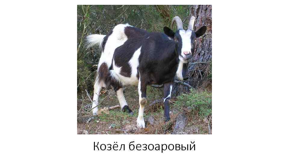 Козёл безоаровый 
