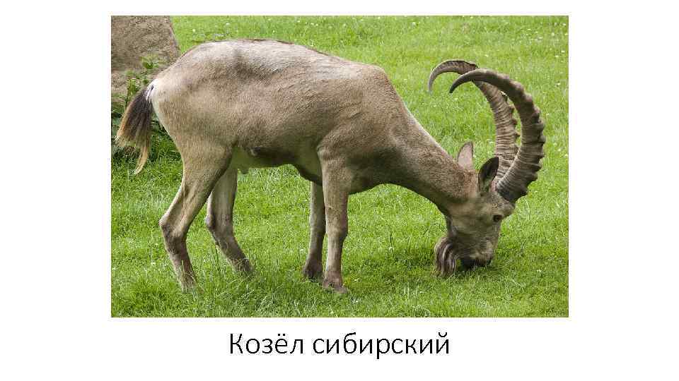 Козёл сибирский 