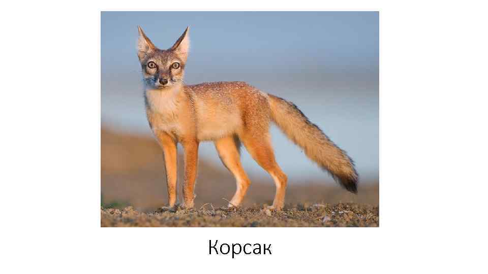 Корсак 