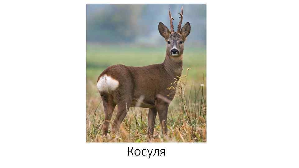 Косуля 