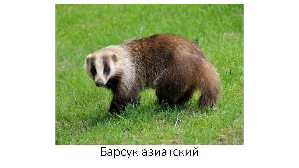 Барсук азиатский 