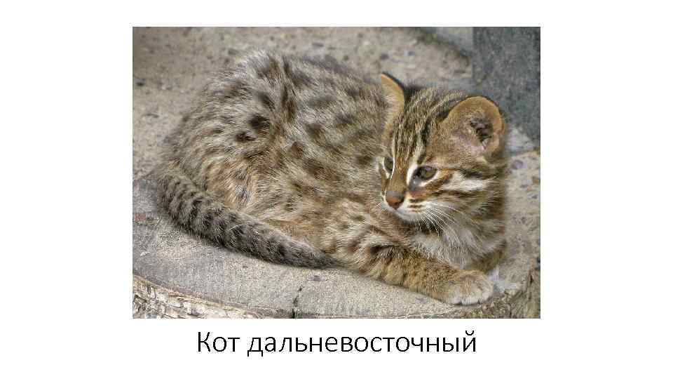 Кот дальневосточный 