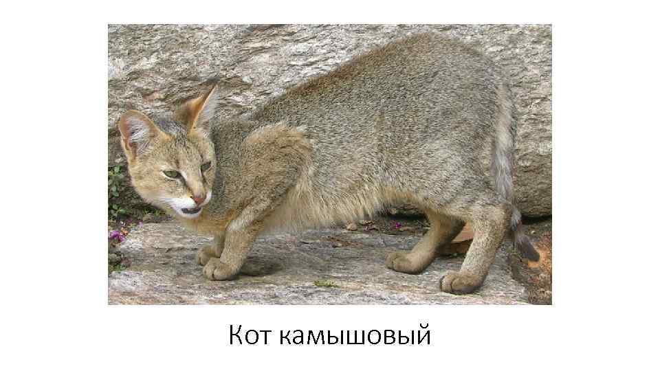 Кот камышовый 