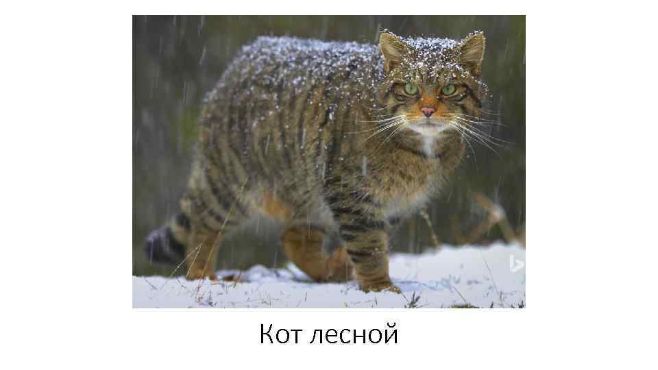 Кот лесной 
