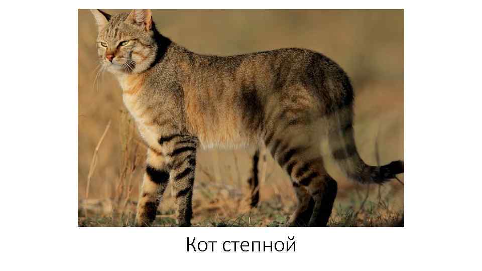 Кот степной 