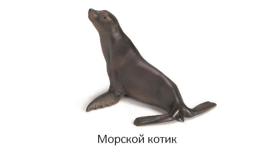 Морской котик 