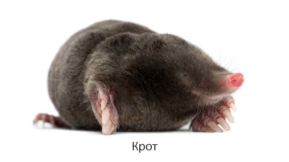 Крот 