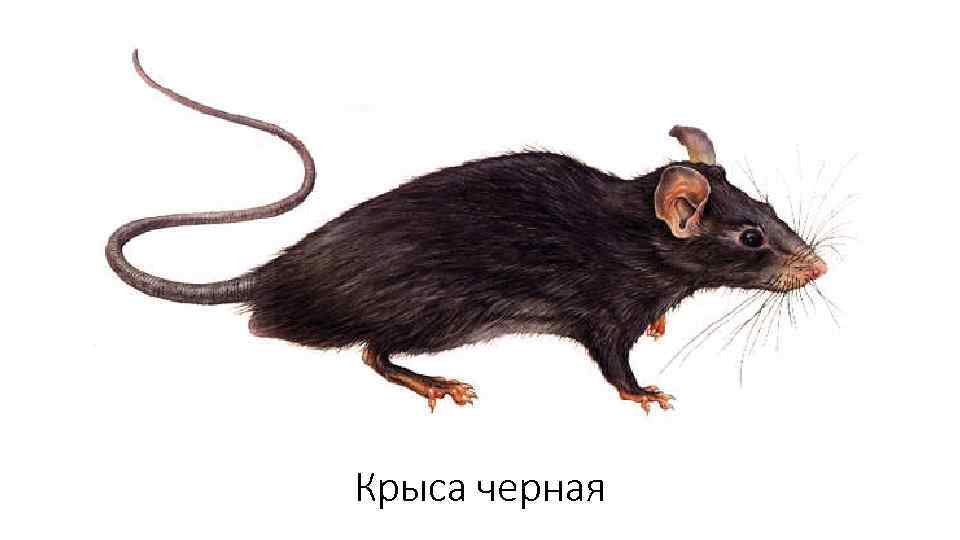 Крыса черная 