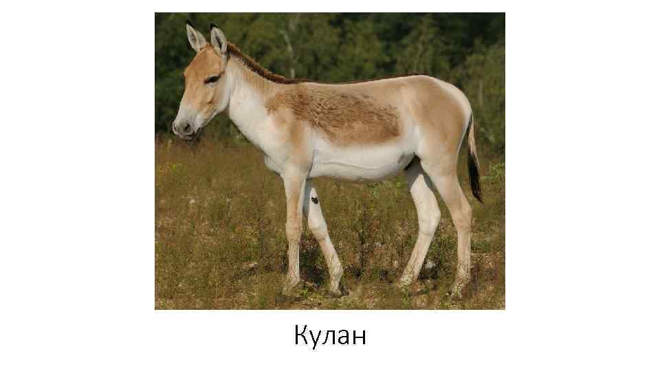 Кулан 