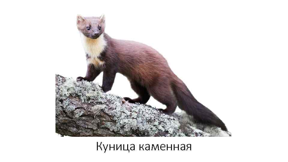 Куница каменная 