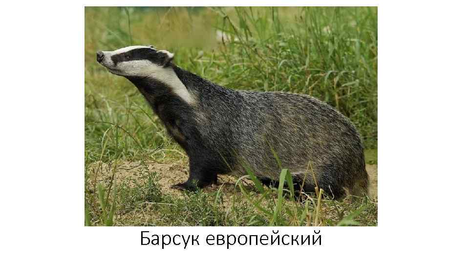 Барсук европейский 